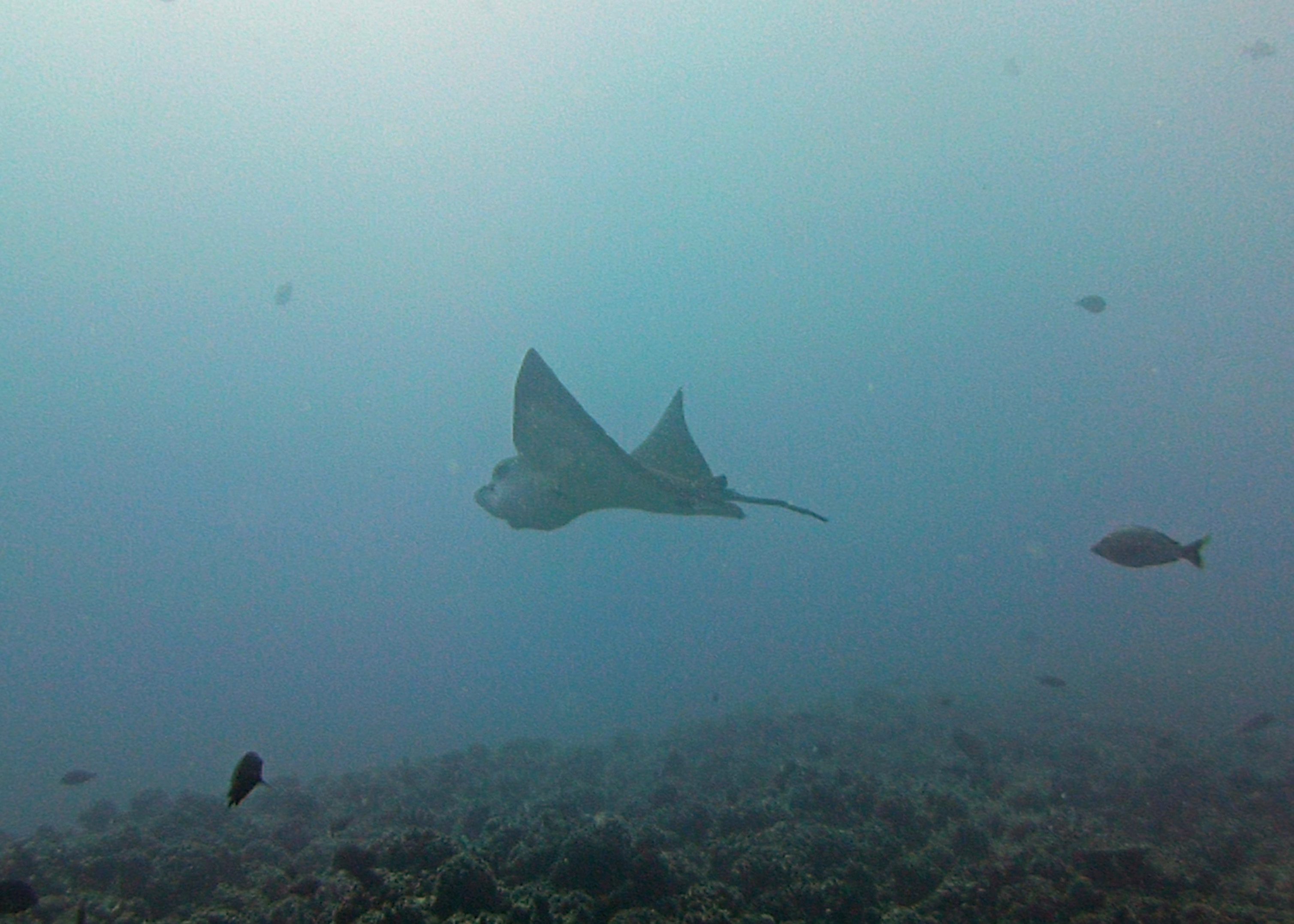 Reef manta ray, Mo'orea, French Polynesia 2024.
